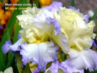 Mon amourMon amour crois- tucrois- tu
Mi amor creesMi amor crees
 