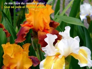 Je me fous du monde entierJe me fous du monde entier
Que se joda el mundo enteroQue se joda el mundo entero
 