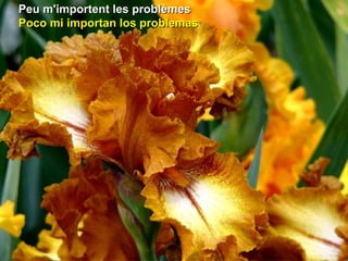Peu m'importent les problèmesPeu m'importent les problèmes
Poco mi importan los problemasPoco mi importan los problemas
 