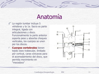 Anatomía La región lumbar incluye 5 vértebras y la 1a. Sacra es parte integral, ligada con articulaciones y disco. Funcionalmente la parte anterior soporta peso y absorbe choques verticales, los cuerpos se unen por los discos. Cuerpos vertebrales  tienen tejido óseo trabecular, limitado por cortical, caras cóncavas para el acomodamiento del disco, que permita movimiento en “mecedora” 