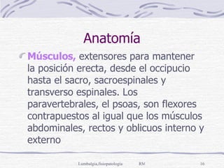 Anatomía Músculos,  extensores para mantener la posición erecta, desde el occipucio hasta el sacro, sacroespinales y transverso espinales. Los paravertebrales, el psoas, son flexores contrapuestos al igual que los músculos abdominales, rectos y oblicuos interno y externo 