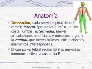 Anatomía Inervación,  cada nervio espinal tiene 3 ramas:  lateral,  que inerva el músculo íleo costal lumbar;  intermedia,  inerva articulaciones hipofisiales y músculos largos y la  medial,  que inerva mismas articulaciones y ligamentos interespinosos. El cuerpo vertebral recibe fibrillas nerviosas inmunorreactivas a sustancia P 