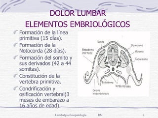 DOLOR LUMBAR  ELEMENTOS EMBRIOLÓGICOS   Formación de la línea primitiva (15 días). Formación de la Notocorda (28 días). Formación del somito y sus derivados (42 a 44 somitas). Constitución de la vertebra primitiva. Condrificación y osificación vertebral(3 meses de embarazo a 16 años de edad). 