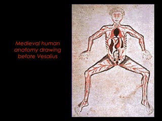 Medieval human 
anatomy drawing 
before Vesalius 
 