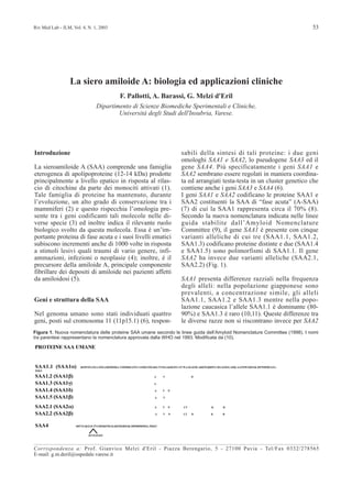 Riv Med Lab - JLM, Vol. 4, N. 1, 2003 53
La siero amiloide A: biologia ed applicazioni cliniche
F. Pallotti, A. Barassi, G. Melzi d'Eril
Dipartimento di Scienze Biomediche Sperimentali e Cliniche,
Università degli Studi dell'Insubria, Varese.
Introduzione
La sieroamiloide A (SAA) comprende una famiglia
eterogenea di apolipoproteine (12-14 kDa) prodotte
principalmente a livello epatico in risposta al rilas-
cio di citochine da parte dei monociti attivati (1).
Tale famiglia di proteine ha mantenuto, durante
l’evoluzione, un alto grado di conservazione tra i
mammiferi (2) e questo rispecchia l’omologia pre-
sente tra i geni codificanti tali molecole nelle di-
verse specie (3) ed inoltre indica il rilevante ruolo
biologico svolto da questa molecola. Essa è un’im-
portante proteina di fase acuta e i suoi livelli ematici
subiscono incrementi anche di 1000 volte in risposta
a stimoli lesivi quali traumi di vario genere, infi-
ammazioni, infezioni o neoplasie (4); inoltre, è il
precursore della amiloide A, principale componente
fibrillare dei depositi di amiloide nei pazienti affetti
da amiloidosi (5).
Geni e struttura della SAA
Nel genoma umano sono stati individuati quattro
geni, posti sul cromosoma 11 (11p15.1) (6), respon-
sabili della sintesi di tali proteine: i due geni
omologhi SAA1 e SAA2, lo pseudogene SAA3 ed il
gene SAA4. Più specificatamente i geni SAA1 e
SAA2 sembrano essere regolati in maniera coordina-
ta ed arrangiati testa-testa in un cluster genetico che
contiene anche i geni SAA3 e SAA4 (6).
I geni SAA1 e SAA2 codificano le proteine SAA1 e
SAA2 costituenti la SAA di “fase acuta” (A-SAA)
(7) di cui la SAA1 rappresenta circa il 70% (8).
Secondo la nuova nomenclatura indicata nelle linee
guida stabilite dall’Amyloid Nomenclature
Committee (9), il gene SAA1 è presente con cinque
varianti alleliche di cui tre (SAA1.1, SAA1.2,
SAA1.3) codificano proteine distinte e due (SAA1.4
e SAA1.5) sono polimorfismi di SAA1.1. Il gene
SAA2 ha invece due varianti alleliche (SAA2.1,
SAA2.2) (Fig. 1).
SAA1 presenta differenze razziali nella frequenza
degli alleli: nella popolazione giapponese sono
prevalenti, a concentrazione simile, gli alleli
SAA1.1, SAA1.2 e SAA1.3 mentre nella popo-
lazione caucasica l’allele SAA1.1 è dominante (80-
90%) e SAA1.3 è raro (10,11). Queste differenze tra
le diverse razze non si riscontrano invece per SAA2
Figura 1. Nuova nomenclatura delle proteine SAA umane secondo le linee guida dell’Amyloid Nomenclature Committee (1998). I nomi
tra parentesi rappresentano la nomenclatura approvata dalla WHO nel 1993. Modificata da (10).
Corrispondenza a: Prof. Gianvico Melzi d'Eril - Piazza Berengario, 5 - 27100 Pavia - Tel/Fax 0332/278565
E-mail: g.m.deril@ospedale.varese.it
 