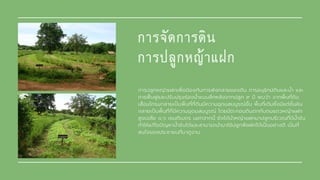 การปลูกหญ้าแฝกเพือปองกันการพังทลายของดิน การอนุรักษ์ดินและนํา และ
การฟนฟูและปรับปรุงร่องนําแบบลึกหลังจากปลูก ๙ ป พบว่า จากพืนทีดิน
เสือมโทรมกลายเปนพืนทีทีดินมีความอุดมสมบูรณ์ขึน พืนทีเดิมซึงมีแต่ชันหิน
กลายเปนพืนทีทีมีความอุดมสมบูรณ์ โดยมีตะกอนดินตกทับถมแถวหญ้าแฝก
สูงเฉลีย ๑.๖ เซนติเมตร นอกจากนี ยังได้นําหญ้าแฝกมาปลูกบริเวณทีมีนําซับ
ทําให้แก้ไขปญหานําซับได้และสามารถนํามาใช้ปลูกพืชผักได้เปนอย่างดี เปนที
สนใจของประชาชนทีมาดูงาน
การจัดการดิน
การปลูกหญาแฝก
 