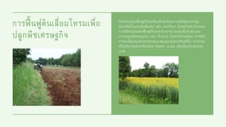 การฟนฟูดินเสื่อมโทรมเพื่อ
ปลูกพืชเศรษฐกิจ
ได้ปรับปรุงฟนฟูทีดินเสือมโทรมโดยการใช้ปุยหมักปุย
อินทรีย์นําและปุยพืชสด เช่น ปอเทือง ถัวพร้าแล้วไถกลบ
การใช้หญ้าแฝกฟนฟูดินและรักษาความชุ่มชืนในดินและ
การปลูกพืชคลุมดิน เช่น ถัวลาย ถัวคาโลโปเนียม ทําให้มี
การเปลียนแปลงความอุดมสมบูรณ์ของดินดีขึน จากเดิม
ทีมีปริมาณอินทรียวัตถุ ร้อยละ ๐.๕๘ เพิมขึนเปนร้อยละ
๑.๗
 