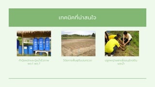 เทคนิคทีน่าสนใจ
ทําปุยหมักและปุยนําชีวภาพ
พด.1 พด.7
วิจัยการฟนฟูดินปนกรวด ปลูกหญ้าแฝกเพืออนุรักษ์ดิน
และนํา
 