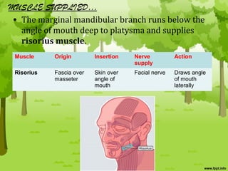 FACIAL NERVE ANATOMY | PPT