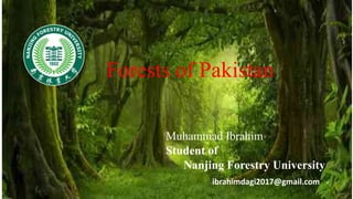 Forests of Pakistan
Muhammad Ibrahim
Student of
Nanjing Forestry University
ibrahimdagi2017@gmail.com
 