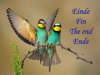 Einde
  Fin
The end
 Ende
 