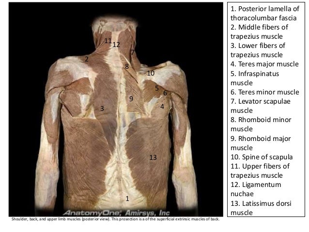 Cadaveric Dissection Of The Superficial Back At University Upper