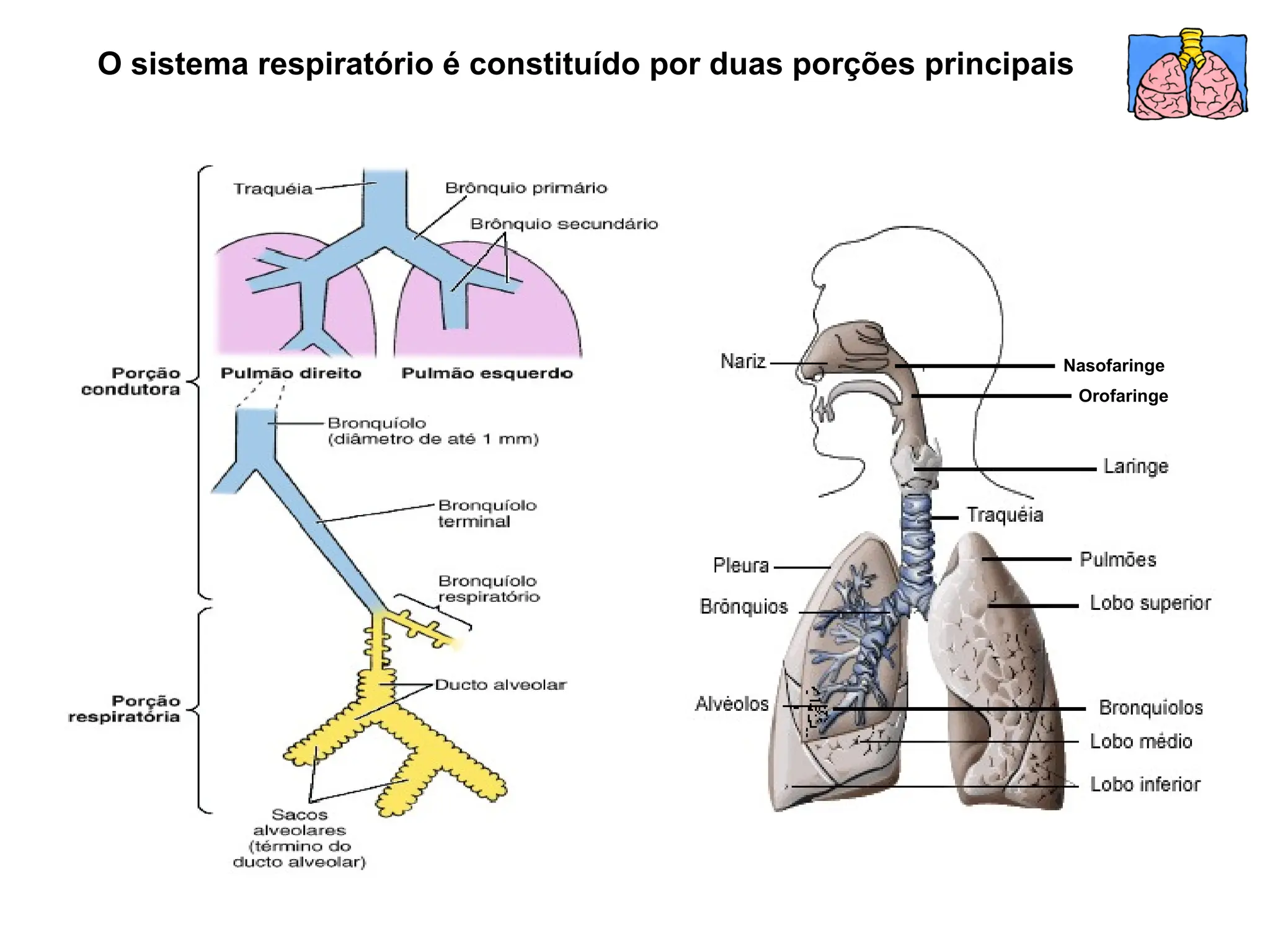 Histologia Do Sistema Respiratorio Ppt Ppt