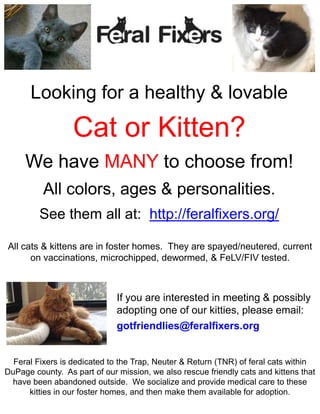 Looking for a healthy & lovable
Cat or Kitten?
We have MANY to choose from!
All colors, ages & personalities.
See them all at: http://feralfixers.org/
All cats & kittens are in foster homes. They are spayed/neutered, current
on vaccinations, microchipped, dewormed, & FeLV/FIV tested.
Feral Fixers is dedicated to the Trap, Neuter & Return (TNR) of feral cats within
DuPage county. As part of our mission, we also rescue friendly cats and kittens that
have been abandoned outside. We socialize and provide medical care to these
kitties in our foster homes, and then make them available for adoption.
If you are interested in meeting & possibly
adopting one of our kitties, please email:
gotfriendlies@feralfixers.org
 