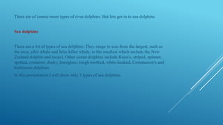 There are of course more types of river dolphins. But lets get in to sea dolphins
Sea dolphins
There are a lot of types of sea dolphins. They range in size from the largest, such as
the orca, pilot whale and false killer whale, to the smallest which include the New
Zealand dolphin and tucuxi. Other ocean dolphins include Risso's, striped, spinner,
spotted, common, dusky, hourglass, rough-toothed, white-beaked, Commerson's and
bottlenose dolphins.
In this presentation I will show only 3 types of sea dolphins.
 