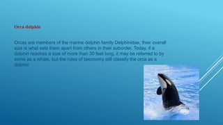 Orca dolphin
Orcas are members of the marine dolphin family Delphinidae, their overall
size is what sets them apart from others in their suborder. Today, if a
dolphin reaches a size of more than 30 feet long, it may be referred to by
some as a whale, but the rules of taxonomy still classify the orca as a
dolphin
 