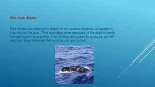 Pilot whale dolphin
Pilot whales are among the largest of the oceanic dolphins, exceeded in
size only by the orca. They and other large members of the dolphin family
are also known as blackfish. Pilot whales feed primarily on squid, but will
also hunt large demersal fish such as cod and turbot.
 