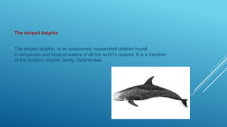 The striped dolphin
The striped dolphin is an extensively researched dolphin found
in temperate and tropical waters of all the world's oceans. It is a member
of the oceanic dolphin family, Delphinidae
 
