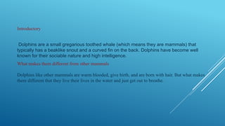 Introductory
Dolphins are a small gregarious toothed whale (which means they are mammals) that
typically has a beaklike snout and a curved fin on the back. Dolphins have become well
known for their sociable nature and high intelligence.
What makes them different from other mammals
Dolphins like other mammals are warm blooded, give birth, and are born with hair. But what makes
them different that they live their lives in the water and just get out to breathe.
 