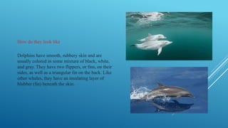 How do they look like
Dolphins have smooth, rubbery skin and are
usually colored in some mixture of black, white,
and gray. They have two flippers, or fins, on their
sides, as well as a triangular fin on the back. Like
other whales, they have an insulating layer of
blubber (fat) beneath the skin.
 
