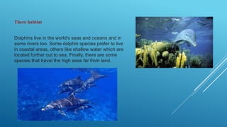 There habitat
Dolphins live in the world's seas and oceans and in
some rivers too. Some dolphin species prefer to live
in coastal areas, others like shallow water which are
located further out to sea. Finally, there are some
species that travel the high seas far from land.
 