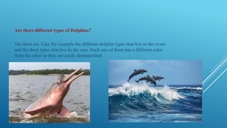 Are there different types of Dolphins?
Yes there are. Like for example the different dolphin types that live in the rivers
and the there types that live In the seas. Each one of them has a different color
from the other so they are easily distinguished.
 