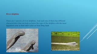 River dolphins
There are 5 species of river dolphins. And each one of them has different
characteristics that can help us know the type of the dolphin with the most
apparent one is their skin color or how they look
 