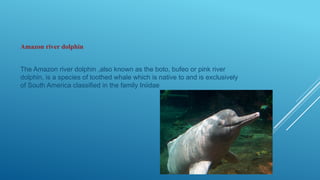 Amazon river dolphin
The Amazon river dolphin ,also known as the boto, bufeo or pink river
dolphin, is a species of toothed whale which is native to and is exclusively
of South America classified in the family Iniidae
 
