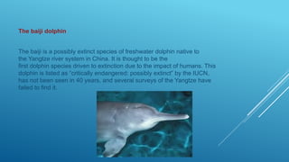 The baiji dolphin
The baiji is a possibly extinct species of freshwater dolphin native to
the Yangtze river system in China. It is thought to be the
first dolphin species driven to extinction due to the impact of humans. This
dolphin is listed as “critically endangered: possibly extinct” by the IUCN,
has not been seen in 40 years, and several surveys of the Yangtze have
failed to find it.
 