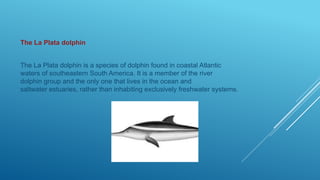 The La Plata dolphin
The La Plata dolphin is a species of dolphin found in coastal Atlantic
waters of southeastern South America. It is a member of the river
dolphin group and the only one that lives in the ocean and
saltwater estuaries, rather than inhabiting exclusively freshwater systems.
 
