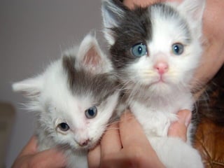 638- Kittens