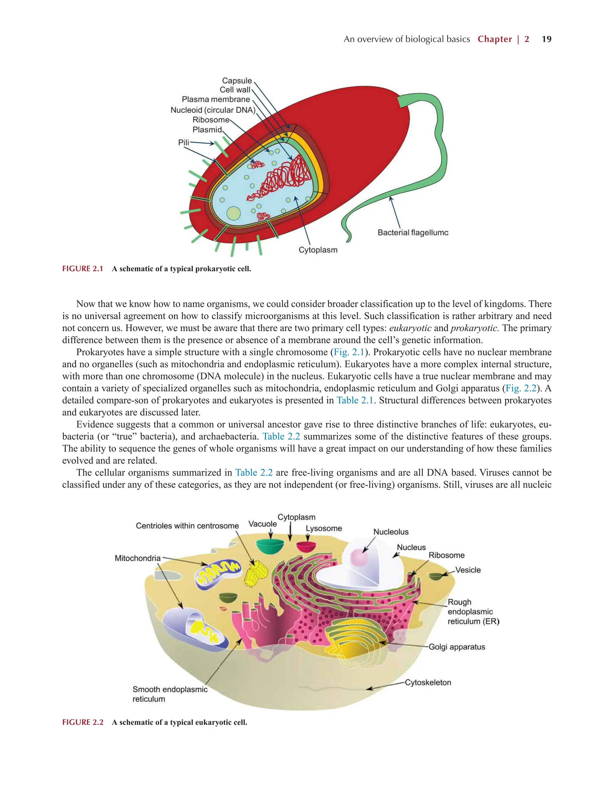 An overview of biological basics Chapter | 2 19
Now that we know how to name organisms, we could consider broader classification up to the level of kingdoms. There
is no universal agreement on how to classify microorganisms at this level. Such classification is rather arbitrary and need
not concern us. However, we must be aware that there are two primary cell types: eukaryotic and prokaryotic. The primary
difference between them is the presence or absence of a membrane around the cell’s genetic information.
Prokaryotes have a simple structure with a single chromosome (Fig. 2.1). Prokaryotic cells have no nuclear membrane
and no organelles (such as mitochondria and endoplasmic reticulum). Eukaryotes have a more complex internal structure,
with more than one chromosome (DNA molecule) in the nucleus. Eukaryotic cells have a true nuclear membrane and may
contain a variety of specialized organelles such as mitochondria, endoplasmic reticulum and Golgi apparatus (Fig. 2.2). A
detailed compare-son of prokaryotes and eukaryotes is presented in Table 2.1. Structural differences between prokaryotes
and eukaryotes are discussed later.
Evidence suggests that a common or universal ancestor gave rise to three distinctive branches of life: eukaryotes, eu-
bacteria (or “true” bacteria), and archaebacteria. Table 2.2 summarizes some of the distinctive features of these groups.
The ability to sequence the genes of whole organisms will have a great impact on our understanding of how these families
evolved and are related.
The cellular organisms summarized in Table 2.2 are free-living organisms and are all DNA based. Viruses cannot be
classified under any of these categories, as they are not independent (or free-living) organisms. Still, viruses are all nucleic
FIGURE 2.1 A schematic of a typical prokaryotic cell.
FIGURE 2.2 A schematic of a typical eukaryotic cell.
 