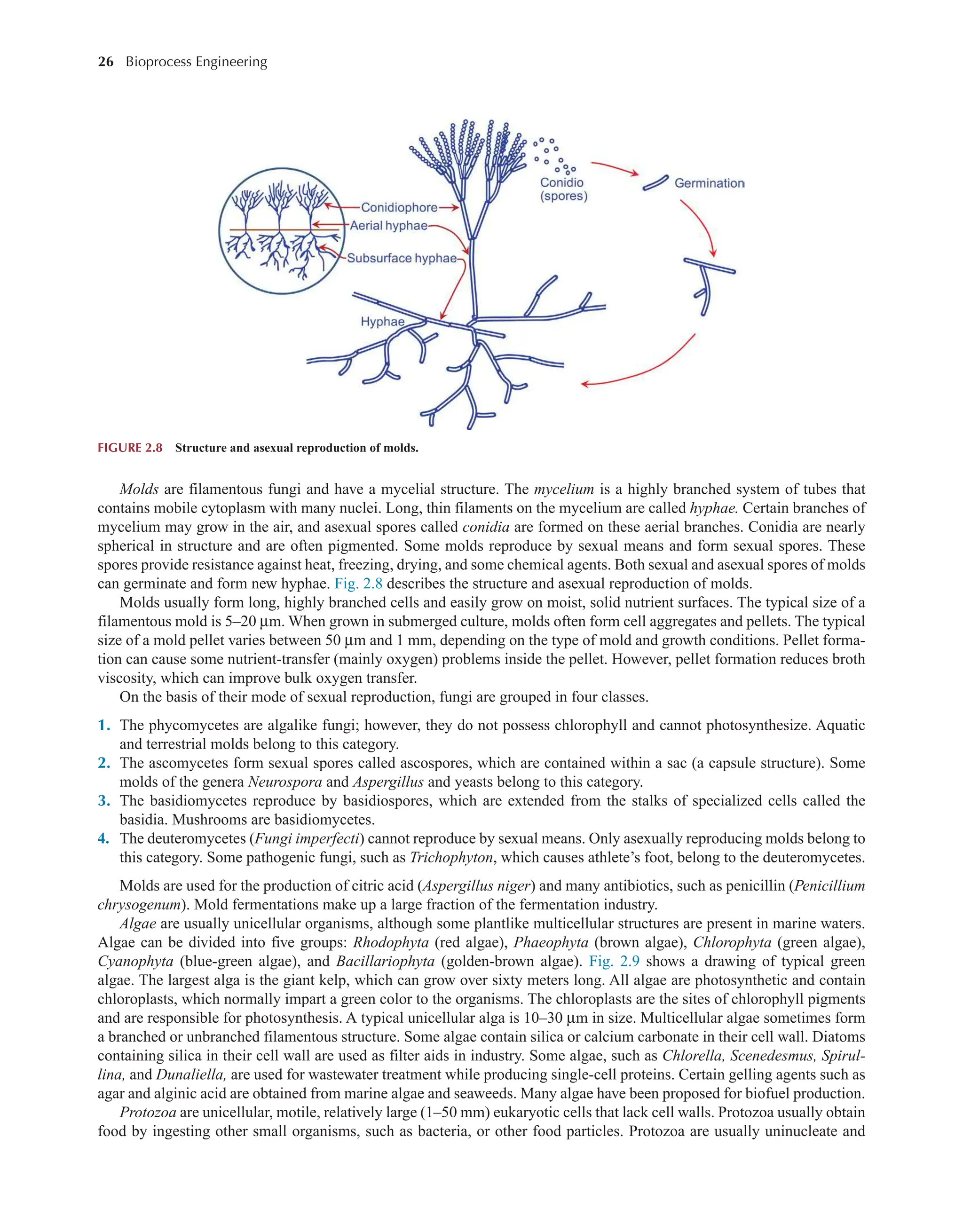 26 Bioprocess Engineering﻿
﻿
Molds are filamentous fungi and have a mycelial structure. The mycelium is a highly branched system of tubes that
contains mobile cytoplasm with many nuclei. Long, thin filaments on the mycelium are called hyphae. Certain branches of
mycelium may grow in the air, and asexual spores called conidia are formed on these aerial branches. Conidia are nearly
spherical in structure and are often pigmented. Some molds reproduce by sexual means and form sexual spores. These
spores provide resistance against heat, freezing, drying, and some chemical agents. Both sexual and asexual spores of molds
can germinate and form new hyphae. Fig. 2.8 describes the structure and asexual reproduction of molds.
Molds usually form long, highly branched cells and easily grow on moist, solid nutrient surfaces. The typical size of a
filamentous mold is 5–20 µm. When grown in submerged culture, molds often form cell aggregates and pellets. The typical
size of a mold pellet varies between 50 µm and 1 mm, depending on the type of mold and growth conditions. Pellet forma-
tion can cause some nutrient-transfer (mainly oxygen) problems inside the pellet. However, pellet formation reduces broth
viscosity, which can improve bulk oxygen transfer.
On the basis of their mode of sexual reproduction, fungi are grouped in four classes.
1. The phycomycetes are algalike fungi; however, they do not possess chlorophyll and cannot photosynthesize. Aquatic
and terrestrial molds belong to this category.
2. The ascomycetes form sexual spores called ascospores, which are contained within a sac (a capsule structure). Some
molds of the genera Neurospora and Aspergillus and yeasts belong to this category.
3. The basidiomycetes reproduce by basidiospores, which are extended from the stalks of specialized cells called the
basidia. Mushrooms are basidiomycetes.
4. The deuteromycetes (Fungi imperfecti) cannot reproduce by sexual means. Only asexually reproducing molds belong to
this category. Some pathogenic fungi, such as Trichophyton, which causes athlete’s foot, belong to the deuteromycetes.
Molds are used for the production of citric acid (Aspergillus niger) and many antibiotics, such as penicillin (Penicillium
chrysogenum). Mold fermentations make up a large fraction of the fermentation industry.
Algae are usually unicellular organisms, although some plantlike multicellular structures are present in marine waters.
Algae can be divided into five groups: Rhodophyta (red algae), Phaeophyta (brown algae), Chlorophyta (green algae),
Cyanophyta (blue-green algae), and Bacillariophyta (golden-brown algae). Fig. 2.9 shows a drawing of typical green
algae. The largest alga is the giant kelp, which can grow over sixty meters long. All algae are photosynthetic and contain
chloroplasts, which normally impart a green color to the organisms. The chloroplasts are the sites of chlorophyll pigments
and are responsible for photosynthesis. A typical unicellular alga is 10–30 µm in size. Multicellular algae sometimes form
a branched or unbranched filamentous structure. Some algae contain silica or calcium carbonate in their cell wall. Diatoms
containing silica in their cell wall are used as filter aids in industry. Some algae, such as Chlorella, Scenedesmus, Spirul-
lina, and Dunaliella, are used for wastewater treatment while producing single-cell proteins. Certain gelling agents such as
agar and alginic acid are obtained from marine algae and seaweeds. Many algae have been proposed for biofuel production.
Protozoa are unicellular, motile, relatively large (1–50 mm) eukaryotic cells that lack cell walls. Protozoa usually obtain
food by ingesting other small organisms, such as bacteria, or other food particles. Protozoa are usually uninucleate and
FIGURE 2.8 Structure and asexual reproduction of molds.
 