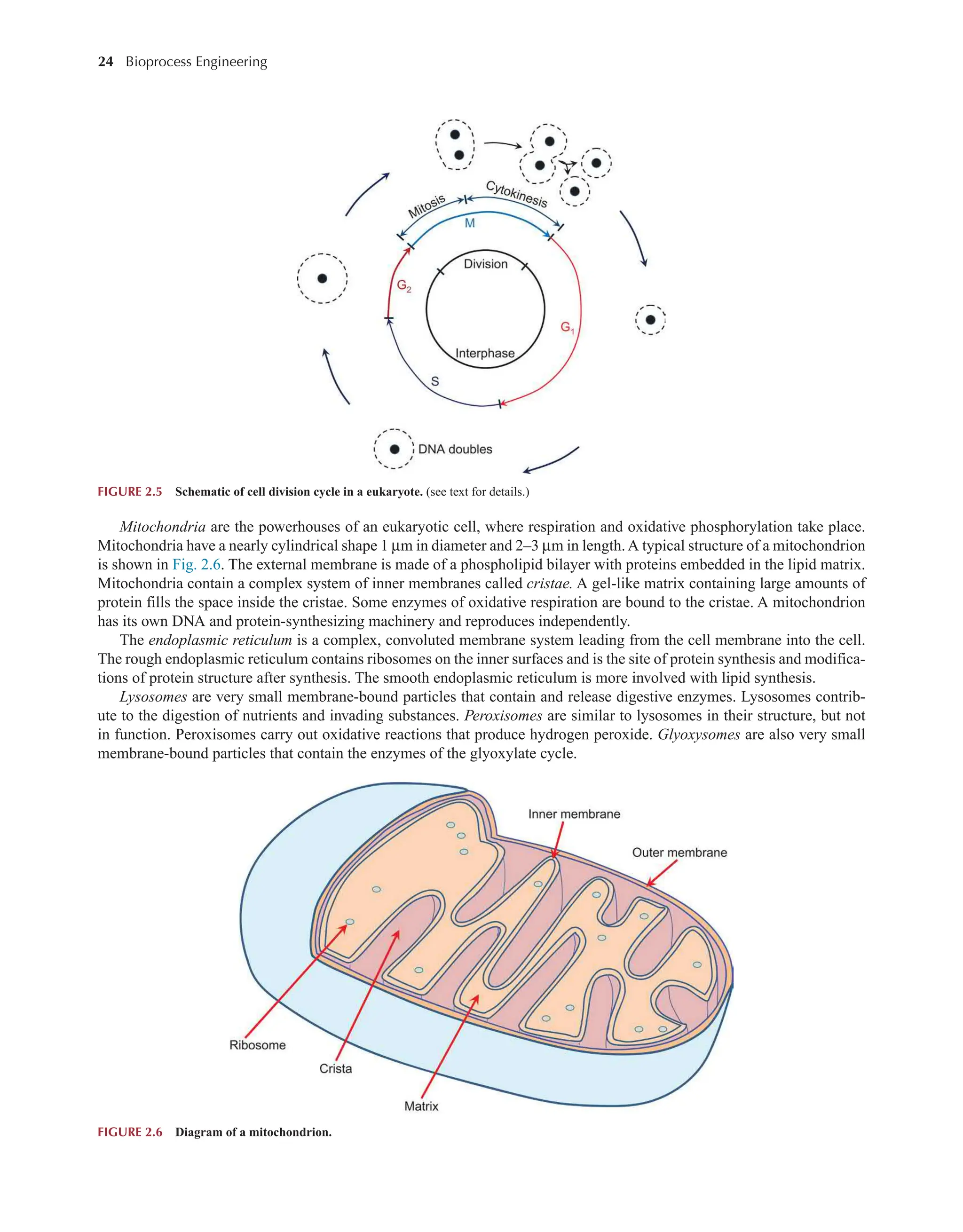 24 Bioprocess Engineering﻿
﻿
Mitochondria are the powerhouses of an eukaryotic cell, where respiration and oxidative phosphorylation take place.
Mitochondria have a nearly cylindrical shape 1 µm in diameter and 2–3 µm in length.A typical structure of a mitochondrion
is shown in Fig. 2.6. The external membrane is made of a phospholipid bilayer with proteins embedded in the lipid matrix.
Mitochondria contain a complex system of inner membranes called cristae. A gel-like matrix containing large amounts of
protein fills the space inside the cristae. Some enzymes of oxidative respiration are bound to the cristae. A mitochondrion
has its own DNA and protein-synthesizing machinery and reproduces independently.
The endoplasmic reticulum is a complex, convoluted membrane system leading from the cell membrane into the cell.
The rough endoplasmic reticulum contains ribosomes on the inner surfaces and is the site of protein synthesis and modifica-
tions of protein structure after synthesis. The smooth endoplasmic reticulum is more involved with lipid synthesis.
Lysosomes are very small membrane-bound particles that contain and release digestive enzymes. Lysosomes contrib-
ute to the digestion of nutrients and invading substances. Peroxisomes are similar to lysosomes in their structure, but not
in function. Peroxisomes carry out oxidative reactions that produce hydrogen peroxide. Glyoxysomes are also very small
membrane-bound particles that contain the enzymes of the glyoxylate cycle.
FIGURE 2.5 Schematic of cell division cycle in a eukaryote. (see text for details.)
FIGURE 2.6 Diagram of a mitochondrion.
 
