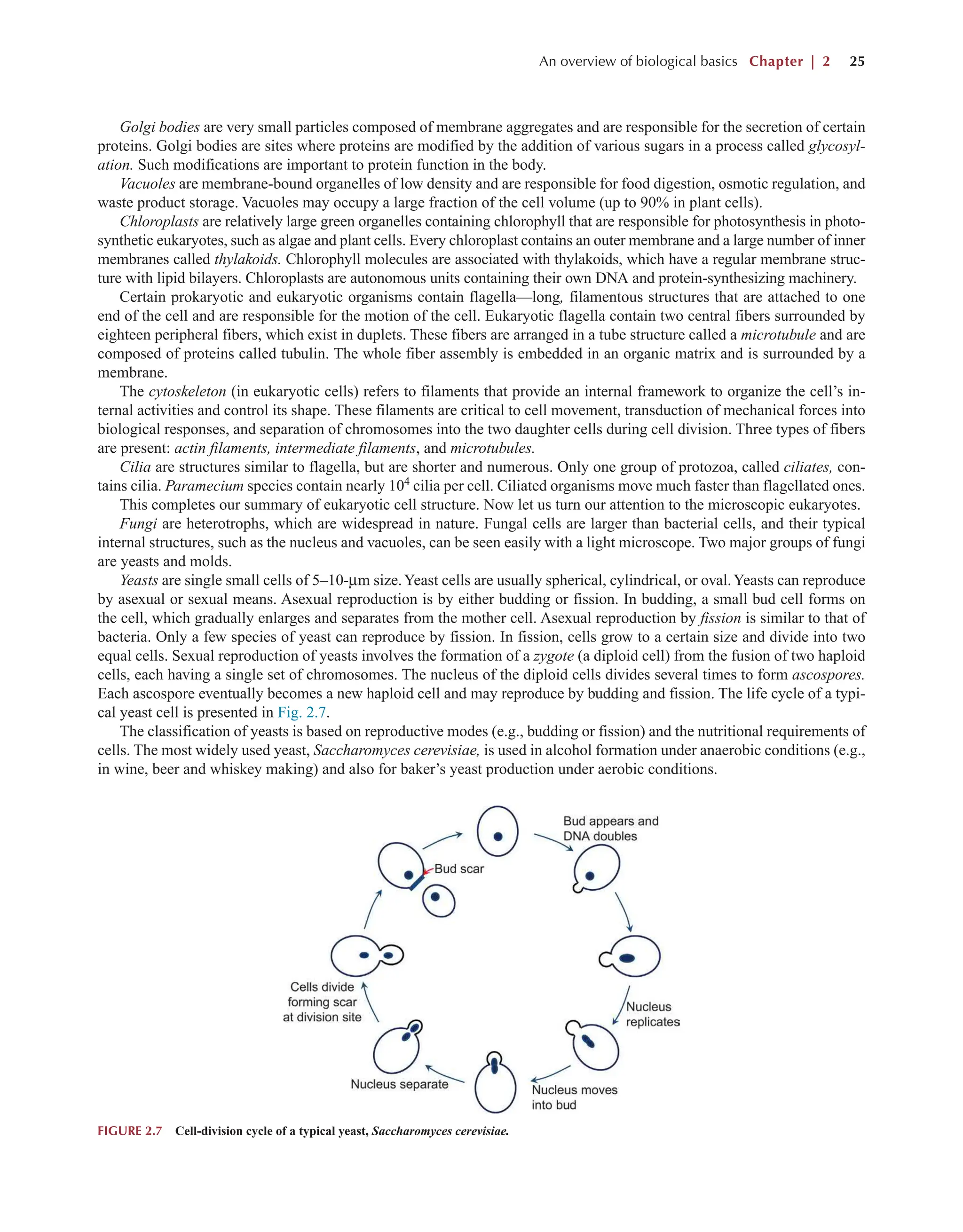 An overview of biological basics Chapter | 2 25
Golgi bodies are very small particles composed of membrane aggregates and are responsible for the secretion of certain
proteins. Golgi bodies are sites where proteins are modified by the addition of various sugars in a process called glycosyl-
ation. Such modifications are important to protein function in the body.
Vacuoles are membrane-bound organelles of low density and are responsible for food digestion, osmotic regulation, and
waste product storage. Vacuoles may occupy a large fraction of the cell volume (up to 90% in plant cells).
Chloroplasts are relatively large green organelles containing chlorophyll that are responsible for photosynthesis in photo-
synthetic eukaryotes, such as algae and plant cells. Every chloroplast contains an outer membrane and a large number of inner
membranes called thylakoids. Chlorophyll molecules are associated with thylakoids, which have a regular membrane struc-
ture with lipid bilayers. Chloroplasts are autonomous units containing their own DNA and protein-synthesizing machinery.
Certain prokaryotic and eukaryotic organisms contain flagella—long, filamentous structures that are attached to one
end of the cell and are responsible for the motion of the cell. Eukaryotic flagella contain two central fibers surrounded by
eighteen peripheral fibers, which exist in duplets. These fibers are arranged in a tube structure called a microtubule and are
composed of proteins called tubulin. The whole fiber assembly is embedded in an organic matrix and is surrounded by a
membrane.
The cytoskeleton (in eukaryotic cells) refers to filaments that provide an internal framework to organize the cell’s in-
ternal activities and control its shape. These filaments are critical to cell movement, transduction of mechanical forces into
biological responses, and separation of chromosomes into the two daughter cells during cell division. Three types of fibers
are present: actin filaments, intermediate filaments, and microtubules.
Cilia are structures similar to flagella, but are shorter and numerous. Only one group of protozoa, called ciliates, con-
tains cilia. Paramecium species contain nearly 104
cilia per cell. Ciliated organisms move much faster than flagellated ones.
This completes our summary of eukaryotic cell structure. Now let us turn our attention to the microscopic eukaryotes.
Fungi are heterotrophs, which are widespread in nature. Fungal cells are larger than bacterial cells, and their typical
internal structures, such as the nucleus and vacuoles, can be seen easily with a light microscope. Two major groups of fungi
are yeasts and molds.
Yeasts are single small cells of 5–10-µm size.Yeast cells are usually spherical, cylindrical, or oval.Yeasts can reproduce
by asexual or sexual means. Asexual reproduction is by either budding or fission. In budding, a small bud cell forms on
the cell, which gradually enlarges and separates from the mother cell. Asexual reproduction by fission is similar to that of
bacteria. Only a few species of yeast can reproduce by fission. In fission, cells grow to a certain size and divide into two
equal cells. Sexual reproduction of yeasts involves the formation of a zygote (a diploid cell) from the fusion of two haploid
cells, each having a single set of chromosomes. The nucleus of the diploid cells divides several times to form ascospores.
Each ascospore eventually becomes a new haploid cell and may reproduce by budding and fission. The life cycle of a typi-
cal yeast cell is presented in Fig. 2.7.
The classification of yeasts is based on reproductive modes (e.g., budding or fission) and the nutritional requirements of
cells. The most widely used yeast, Saccharomyces cerevisiae, is used in alcohol formation under anaerobic conditions (e.g.,
in wine, beer and whiskey making) and also for baker’s yeast production under aerobic conditions.
FIGURE 2.7 Cell-division cycle of a typical yeast, Saccharomyces cerevisiae.
 
