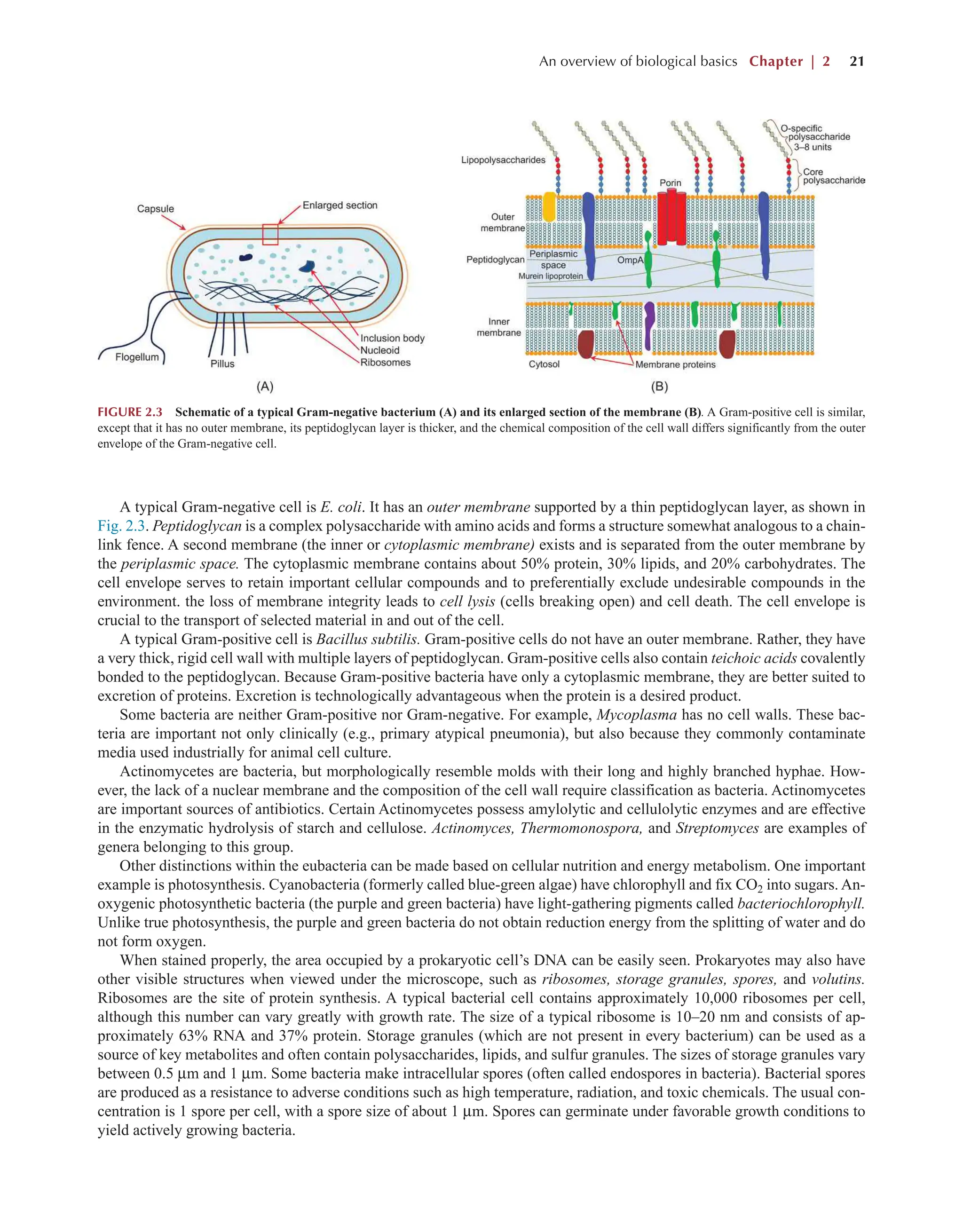 An overview of biological basics Chapter | 2 21
A typical Gram-negative cell is E. coli. It has an outer membrane supported by a thin peptidoglycan layer, as shown in
Fig. 2.3. Peptidoglycan is a complex polysaccharide with amino acids and forms a structure somewhat analogous to a chain-
link fence. A second membrane (the inner or cytoplasmic membrane) exists and is separated from the outer membrane by
the periplasmic space. The cytoplasmic membrane contains about 50% protein, 30% lipids, and 20% carbohydrates. The
cell envelope serves to retain important cellular compounds and to preferentially exclude undesirable compounds in the
environment. the loss of membrane integrity leads to cell lysis (cells breaking open) and cell death. The cell envelope is
crucial to the transport of selected material in and out of the cell.
A typical Gram-positive cell is Bacillus subtilis. Gram-positive cells do not have an outer membrane. Rather, they have
a very thick, rigid cell wall with multiple layers of peptidoglycan. Gram-positive cells also contain teichoic acids covalently
bonded to the peptidoglycan. Because Gram-positive bacteria have only a cytoplasmic membrane, they are better suited to
excretion of proteins. Excretion is technologically advantageous when the protein is a desired product.
Some bacteria are neither Gram-positive nor Gram-negative. For example, Mycoplasma has no cell walls. These bac-
teria are important not only clinically (e.g., primary atypical pneumonia), but also because they commonly contaminate
media used industrially for animal cell culture.
Actinomycetes are bacteria, but morphologically resemble molds with their long and highly branched hyphae. How-
ever, the lack of a nuclear membrane and the composition of the cell wall require classification as bacteria. Actinomycetes
are important sources of antibiotics. Certain Actinomycetes possess amylolytic and cellulolytic enzymes and are effective
in the enzymatic hydrolysis of starch and cellulose. Actinomyces, Thermomonospora, and Streptomyces are examples of
genera belonging to this group.
Other distinctions within the eubacteria can be made based on cellular nutrition and energy metabolism. One important
example is photosynthesis. Cyanobacteria (formerly called blue-green algae) have chlorophyll and fix CO2 into sugars. An-
oxygenic photosynthetic bacteria (the purple and green bacteria) have light-gathering pigments called bacteriochlorophyll.
Unlike true photosynthesis, the purple and green bacteria do not obtain reduction energy from the splitting of water and do
not form oxygen.
When stained properly, the area occupied by a prokaryotic cell’s DNA can be easily seen. Prokaryotes may also have
other visible structures when viewed under the microscope, such as ribosomes, storage granules, spores, and volutins.
Ribosomes are the site of protein synthesis. A typical bacterial cell contains approximately 10,000 ribosomes per cell,
although this number can vary greatly with growth rate. The size of a typical ribosome is 10–20 nm and consists of ap-
proximately 63% RNA and 37% protein. Storage granules (which are not present in every bacterium) can be used as a
source of key metabolites and often contain polysaccharides, lipids, and sulfur granules. The sizes of storage granules vary
between 0.5 µm and 1 µm. Some bacteria make intracellular spores (often called endospores in bacteria). Bacterial spores
are produced as a resistance to adverse conditions such as high temperature, radiation, and toxic chemicals. The usual con-
centration is 1 spore per cell, with a spore size of about 1 µm. Spores can germinate under favorable growth conditions to
yield actively growing bacteria.
FIGURE 2.3 Schematic of a typical Gram-negative bacterium (A) and its enlarged section of the membrane (B). A Gram-positive cell is similar,
except that it has no outer membrane, its peptidoglycan layer is thicker, and the chemical composition of the cell wall differs significantly from the outer
envelope of the Gram-negative cell.
 