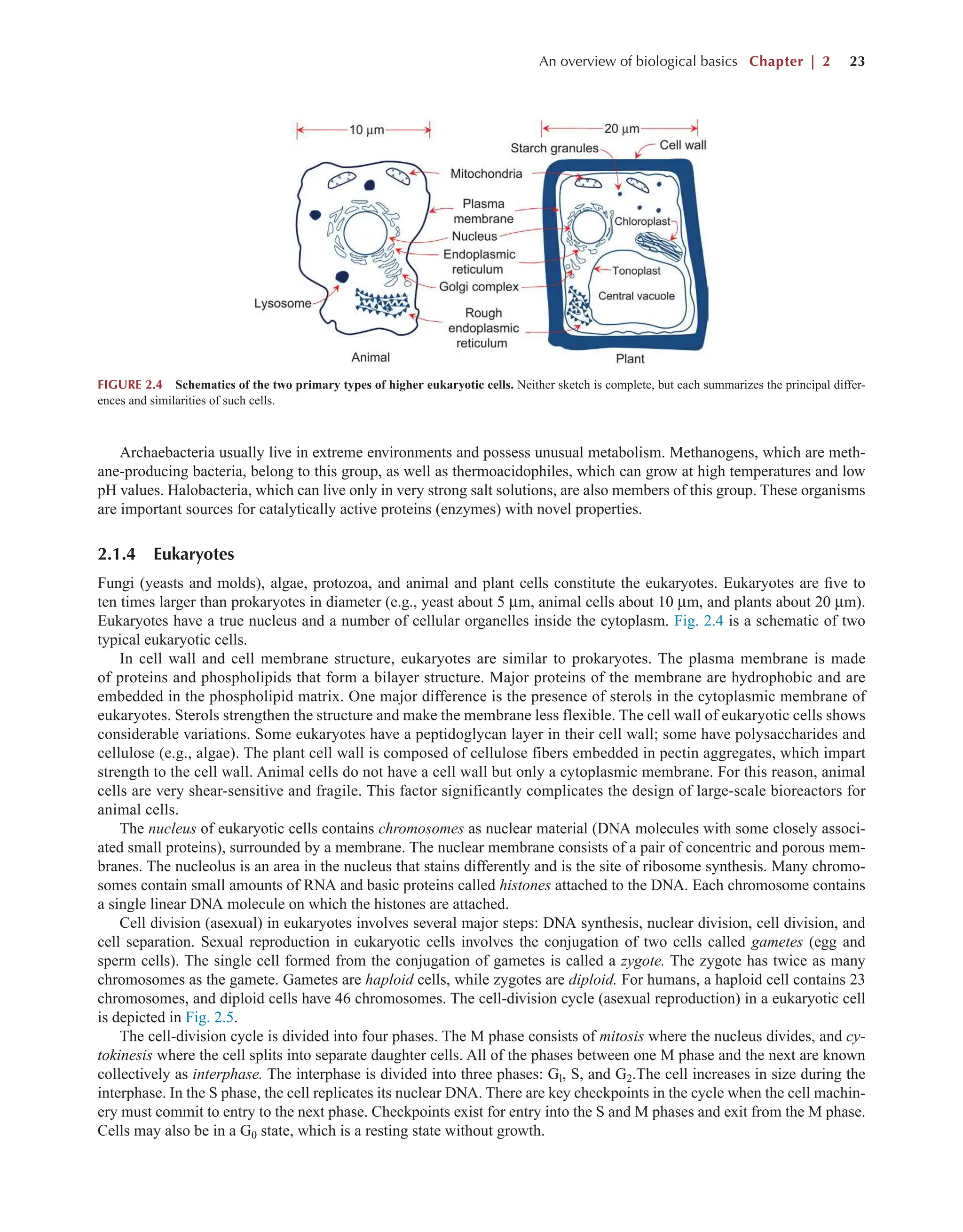 An overview of biological basics Chapter | 2 23
Archaebacteria usually live in extreme environments and possess unusual metabolism. Methanogens, which are meth-
ane-producing bacteria, belong to this group, as well as thermoacidophiles, which can grow at high temperatures and low
pH values. Halobacteria, which can live only in very strong salt solutions, are also members of this group. These organisms
are important sources for catalytically active proteins (enzymes) with novel properties.
2.1.4 Eukaryotes
Fungi (yeasts and molds), algae, protozoa, and animal and plant cells constitute the eukaryotes. Eukaryotes are five to
ten times larger than prokaryotes in diameter (e.g., yeast about 5 µm, animal cells about 10 µm, and plants about 20 µm).
Eukaryotes have a true nucleus and a number of cellular organelles inside the cytoplasm. Fig. 2.4 is a schematic of two
typical eukaryotic cells.
In cell wall and cell membrane structure, eukaryotes are similar to prokaryotes. The plasma membrane is made
of proteins and phospholipids that form a bilayer structure. Major proteins of the membrane are hydrophobic and are
embedded in the phospholipid matrix. One major difference is the presence of sterols in the cytoplasmic membrane of
eukaryotes. Sterols strengthen the structure and make the membrane less flexible. The cell wall of eukaryotic cells shows
considerable variations. Some eukaryotes have a peptidoglycan layer in their cell wall; some have polysaccharides and
cellulose (e.g., algae). The plant cell wall is composed of cellulose fibers embedded in pectin aggregates, which impart
strength to the cell wall. Animal cells do not have a cell wall but only a cytoplasmic membrane. For this reason, animal
cells are very shear-sensitive and fragile. This factor significantly complicates the design of large-scale bioreactors for
animal cells.
The nucleus of eukaryotic cells contains chromosomes as nuclear material (DNA molecules with some closely associ-
ated small proteins), surrounded by a membrane. The nuclear membrane consists of a pair of concentric and porous mem-
branes. The nucleolus is an area in the nucleus that stains differently and is the site of ribosome synthesis. Many chromo-
somes contain small amounts of RNA and basic proteins called histones attached to the DNA. Each chromosome contains
a single linear DNA molecule on which the histones are attached.
Cell division (asexual) in eukaryotes involves several major steps: DNA synthesis, nuclear division, cell division, and
cell separation. Sexual reproduction in eukaryotic cells involves the conjugation of two cells called gametes (egg and
sperm cells). The single cell formed from the conjugation of gametes is called a zygote. The zygote has twice as many
chromosomes as the gamete. Gametes are haploid cells, while zygotes are diploid. For humans, a haploid cell contains 23
chromosomes, and diploid cells have 46 chromosomes. The cell-division cycle (asexual reproduction) in a eukaryotic cell
is depicted in Fig. 2.5.
The cell-division cycle is divided into four phases. The M phase consists of mitosis where the nucleus divides, and cy-
tokinesis where the cell splits into separate daughter cells. All of the phases between one M phase and the next are known
collectively as interphase. The interphase is divided into three phases: Gl, S, and G2.The cell increases in size during the
interphase. In the S phase, the cell replicates its nuclear DNA. There are key checkpoints in the cycle when the cell machin-
ery must commit to entry to the next phase. Checkpoints exist for entry into the S and M phases and exit from the M phase.
Cells may also be in a G0 state, which is a resting state without growth.
FIGURE 2.4 Schematics of the two primary types of higher eukaryotic cells. Neither sketch is complete, but each summarizes the principal differ-
ences and similarities of such cells.
 