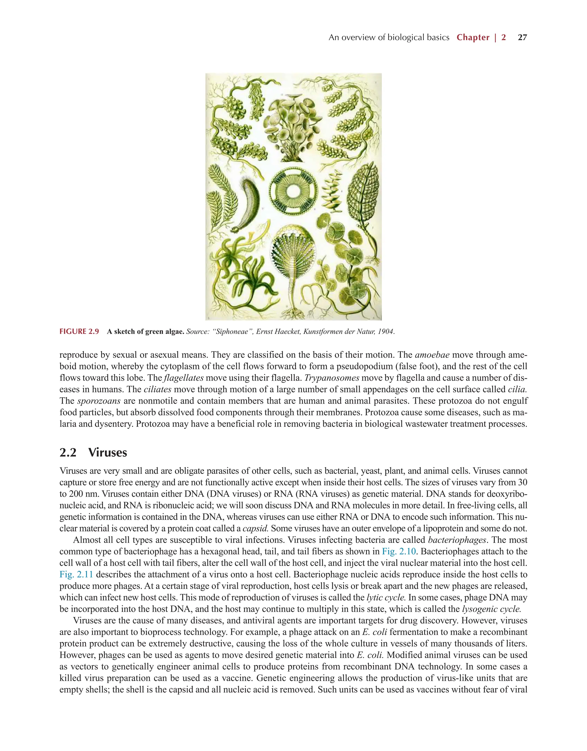An overview of biological basics Chapter | 2 27
reproduce by sexual or asexual means. They are classified on the basis of their motion. The amoebae move through ame-
boid motion, whereby the cytoplasm of the cell flows forward to form a pseudopodium (false foot), and the rest of the cell
flows toward this lobe. The flagellates move using their flagella. Trypanosomes move by flagella and cause a number of dis-
eases in humans. The ciliates move through motion of a large number of small appendages on the cell surface called cilia.
The sporozoans are nonmotile and contain members that are human and animal parasites. These protozoa do not engulf
food particles, but absorb dissolved food components through their membranes. Protozoa cause some diseases, such as ma-
laria and dysentery. Protozoa may have a beneficial role in removing bacteria in biological wastewater treatment processes.
2.2 Viruses
Viruses are very small and are obligate parasites of other cells, such as bacterial, yeast, plant, and animal cells. Viruses cannot
capture or store free energy and are not functionally active except when inside their host cells. The sizes of viruses vary from 30
to 200 nm. Viruses contain either DNA (DNA viruses) or RNA (RNA viruses) as genetic material. DNA stands for deoxyribo-
nucleic acid, and RNA is ribonucleic acid; we will soon discuss DNA and RNA molecules in more detail. In free-living cells, all
genetic information is contained in the DNA, whereas viruses can use either RNA or DNA to encode such information. This nu-
clear material is covered by a protein coat called a capsid. Some viruses have an outer envelope of a lipoprotein and some do not.
Almost all cell types are susceptible to viral infections. Viruses infecting bacteria are called bacteriophages. The most
common type of bacteriophage has a hexagonal head, tail, and tail fibers as shown in Fig. 2.10. Bacteriophages attach to the
cell wall of a host cell with tail fibers, alter the cell wall of the host cell, and inject the viral nuclear material into the host cell.
Fig. 2.11 describes the attachment of a virus onto a host cell. Bacteriophage nucleic acids reproduce inside the host cells to
produce more phages. At a certain stage of viral reproduction, host cells lysis or break apart and the new phages are released,
which can infect new host cells. This mode of reproduction of viruses is called the lytic cycle. In some cases, phage DNA may
be incorporated into the host DNA, and the host may continue to multiply in this state, which is called the lysogenic cycle.
Viruses are the cause of many diseases, and antiviral agents are important targets for drug discovery. However, viruses
are also important to bioprocess technology. For example, a phage attack on an E. coli fermentation to make a recombinant
protein product can be extremely destructive, causing the loss of the whole culture in vessels of many thousands of liters.
However, phages can be used as agents to move desired genetic material into E. coli. Modified animal viruses can be used
as vectors to genetically engineer animal cells to produce proteins from recombinant DNA technology. In some cases a
killed virus preparation can be used as a vaccine. Genetic engineering allows the production of virus-like units that are
empty shells; the shell is the capsid and all nucleic acid is removed. Such units can be used as vaccines without fear of viral
FIGURE 2.9 A sketch of green algae. Source: “Siphoneae”, Ernst Haecket, Kunstformen der Natur, 1904.
 