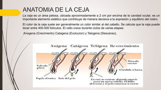 638082647-Micropigmentación de cejas.pptx