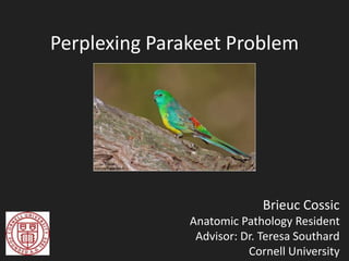 Perplexing Parakeet Problem
Brieuc Cossic
Anatomic Pathology Resident
Advisor: Dr. Teresa Southard
Cornell University
 
