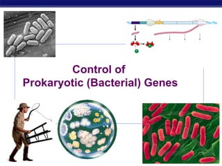 Control of
Prokaryotic (Bacterial) Genes

AP Biology

2007-2008

 