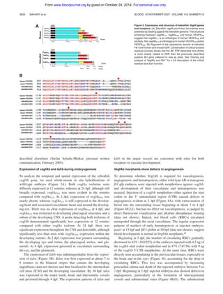 described elsewhere (Stefan Schulte-Merker, personal written
communication, February 2005).
Expression of vegfAb and kdrb during embryogenesis
To analyze the temporal and spatial expression of the zebraﬁsh
vegfAb gene, we used whole-mount in situ hybridizations of
wild-type embryos (Figure 3A). Both vegfAa isoforms were
diffusely expressed at 12 somites, whereas at 24 hpf, although still
broadly expressed, vegfAa165 was more evident in the somites
compared with vegfAa121. At 2 dpf, expression of vegfAa165 was
nearly absent, whereas vegfAa121 is still expressed in the develop-
ing heart and associated vasculature, head, and around the develop-
ing eye. There was no clear expression of vegfAa165 at 4 dpf, and
vegfAa121 was restricted to developing pharyngeal structures and a
subset of the developing CNS. A probe detecting both isoforms of
vegfAb demonstrated signiﬁcantly less expression at 12 somites
compared with either vegfAa isoform. At 24 hpf, there was
signiﬁcant expression throughout the CNS and detectable, although
signiﬁcantly less than seen with vegfAa165, expression within the
developing somites. At 2 dpf, expression was greatest surrounding
the developing eye and retina, the pharyngeal arches, and glo-
meruli. At 4 dpf, expression persisted in vasculature surrounding
the eye, and the glomeruli.
The expression of kdrb was indistinguishable from the expres-
sion of kdra (Figure 3B). Kdra was ﬁrst expressed at about 7 to
8 somites in the bilateral stripes that contain the developing
angioblasts (data not shown) and then localized to the intermediate
cell mass (ICM) and the developing vasculature. By 30 hpf, kdra
was expressed in the major trunk, head, and intersomitic vessels
and persisted through 4 dpf. The expression patterns of kdra and
kdrb in the major vessels are consistent with roles for both
receptors in vascular development.
VegfAb morphants show defects in angiogenesis
To determine whether VegfAb is required for vasculogenesis,
angiogenesis, and hematopoiesis, either wild-type AB or transgenic
ﬂi1-gfp embryos were injected with morpholinos against vegfAb,
and development of their vasculature and hematopoiesis was
assayed. Injection of a vegfAb morpholino either against the start
codon or the 5Ј untranslated region (UTR) caused defects in
angiogenesis evident at 2 dpf (Figure 4A), with extravasation of
blood into the surrounding tissue beginning at about 3 to 4 dpf
(Figure 4E,F,J), but had no effect on vasculogenesis, as judged by
direct ﬂuorescent visualization and alkaline phosphatase staining
(data not shown). Indeed, red blood cells (RBCs) circulated
unimpeded through the axial vasculature. The regular expression
patterns of markers of early hematopoiesis in injected embryos,
gata1 at 15 hpf and ␤E3 globin at 30 hpf (data not shown), suggest
blood development is normal in VegfAb morphants.48
Beginning at 3 dpf, the number of circulating RBCs gradually
decreased in 63% (162/255) of the embryos injected with 4.5 ng of
the vegfAb start codon morpholino and in 47% (74/156) with 9 ng
of the vegfAb 5ЈUTR morpholino. At the same time, RBCs were
directly seen accumulating in the perivascular tissues, especially in
the brain and in the eyes (Figure 4J), accounting for the drop in
circulating RBCs. This loss was accompanied by increasing
pericardial edema and death of the injected embryos between 5 to
7 dpf. Beginning at 2 dpf, injected embryos also showed defects in
angiogenesis, particularly in the formation of intersegmental
vessels and subintestinal veins (Figure 4B,G). The subintestinal
Figure 2. Expression and structure of zebraﬁsh VegfA genes
and receptors. (A) Zebraﬁsh vegfA exon/intron boundaries were
predicted by blasting against the zebraﬁsh genome. The structural
similarities between vegfAb171, vegfAa165, and human VEGFA165
suggest that vegfAb171 is an orthologue of human VEGFA165 and
similarly, that vegfAb210 is orthologous to human VEGFA189 and/or
VEGFA206. (B) Alignment of the cytoplasmic domain of zebraﬁsh
Flk1 and human and mouse KDR. Conservation of critical tyrosine
residues (arrows) shows that the ﬂk1 RTK described here (Kdrb)
is more closely related to KDR than the previously described
putative ﬂk1 gene (referred to now as kdra). See “Cloning and
analysis of VegfAb and Flk1” for a full description of the critical
residues and their function.
3630 BAHARY et al BLOOD, 15 NOVEMBER 2007 ⅐ VOLUME 110, NUMBER 10
For personal use only.on October 24, 2014.by guestwww.bloodjournal.orgFrom
 