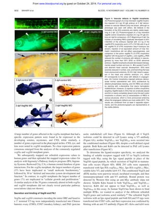 A large number of genes affected in the vegfAa morphant that had a
speciﬁc expression pattern were found to be expressed in the
developing somites, myotomes, and CNS, while similarly, a
number of genes expressed in the pharyngeal arches, CNS, eye, and
lens were noted in vegfAb morphants. No clear expression pattern
consensus emerged from the analyses of the commonly regulated
vegfAa and vegfAb morphant genes.
We subsequently mapped our zebraﬁsh expression values to
human genes and then uploaded the mapped expression values for
analysis with Ingenuity’s Pathway Analysis program (IPA; Ingenu-
ity Systems, Redwood City, CA), a human curated database of gene
interactions. For the vegfAa morphant, the largest numbers of genes
(37) have been implicated in “small molecule biochemistry,”
followed by 30 in “skeletal and muscular system development and
function.” In contrast, in vegfAb morphants the largest number of
genes (71) are implicated in “cellular growth and proliferation.”
A similar analysis of the 39 genes commonly altered in both vegfAa
and vegfAb morphants did not clearly reveal particular pathway
associations (data not shown).
Secretion and binding of VegfA and Flk1
VegfAa and vegfAb constructs encoding the entire ORF and fused to
a 3Ј terminal V5 tag were independently transfected into Chinese
hamster ovary (CHO), COS7 (monkey kidney), and PAE (porcine
aortic endothelial) cell lines (Figure 6). Although all 4 VegfA
isoforms could be detected in cell lysates using a V5 antibody
(Figure 6A), neither VegfAb171 nor VegfAb210 were secreted into
the conditioned medium (Figure 6B), despite a well-deﬁned signal
peptide. Both Kdra and Kdrb can be detected in PAE cell lysates
after transfection (Figure 6C).
To determine the ligand-receptor speciﬁcity, we analyzed the
binding of soluble receptors tagged with V5 to VegfA isoforms
tagged with Myc using the Ig␬ signal peptide in place of the
VegfAb signal peptide, by which secretion of VegfAb in mamma-
lian cells occurs (Figure 6D). HEK 293 cells were separately
transfected with Ig␬-HA-vegfAa165-Myc, Ig␬-HA-vegfAb171-Myc,
soluble kdra-V5, and soluble kdrb-V5. The conditioned VegfA and
sRTK medias were pairwise mixed, incubated overnight, and then
immunoprecipitated with anti-V5 antibody. Bound protein was
detected by Western blot using an anti-Myc antibody (data not
shown). Soluble Kdra bound to both VegfAa165 and VegfAb171;
however, Kdrb did not appear to bind VegfAb171 as well as
VegfAa165 in this assay. As human VegfA has been shown to bind
multiple RTKs, we wanted to analyze if the different zebraﬁsh
VegfA genes and isoforms acted similarly.49 The zebraﬁsh VegfA
isoforms with an Ig␬ signal peptide and both HA and V5 tags were
transfected into COS7 cells, and their expression was conﬁrmed by
blotting with an anti-V5 antibody (Figure 6F). Kdra and kdrb were
Figure 4. Vascular defects in VegfAb morphants.
(A) Photomicrograph of a 5-bp mismatch vegfAb morpho-
lino–injected (4.5 ng) ﬂi1-gfp embryo at 2 dpf demon-
strates no vascular defects (only one shown, although no
phenotype was seen with either). (B) Defects in the
formation of the ISVs anteriorly are clearly visible begin-
ning at 2 dpf. (C) Photomicrograph of a 5-bp mismatch
vegfAb control morpholino–injected (4.5 ng) ﬂi1-gfp em-
bryo at 4 dpf for comparison. (D-F) Beginning at 3 dpf, the
number of circulating RBCs gradually decreased in 63%
(162/255) of the embryos injected with 4.5 ng of the
vegfAb ATG morpholino and in 47% (74/156) with 9 ng of
the vegfAb-75 (5ЈUTR) morpholino (day-4 embryos are
shown). Injection of an equivalent amount of 5-bp mis-
match morpholinos did not affect vasculogenesis, and
coinjection of the active vegfAb-75 (5ЈUTR) morpholino
together with 50 pg each of vegfAb171 and vegfAb210 RNA
reduced the number of embryos with defects in vasculo-
genesis by more than 50% (8/32 vs 22/40 abnormal
embryo). VegfAb morphants showed decreased interseg-
mental vessel number and size (˜, Š in panels D and F)
and aberrant head vascular development. SIVs were
severely reduced in number, size, and branching that was
more pronounced anteriorly. (E) At 4 dpf, blood is appar-
ent in the head and anterior embryos (˜), which
(F) corresponds to the areas with defects in angiogen-
esis. (G) Control morpholino–injected embryos demon-
strate normal subintestinal vein (SIV) architecture by
alkaline phosphatase staining, and (H) RBCs are shown
by staining with o-dianisidine that stains hemoglobin
reddish/brown. However, (I) injection of either morpholino
targeting VegfAb leads to SIVs that are erratically placed
and thin or nearly completely absent (only the start codon
morpholino is shown) and (J) extravasation of RBCs in
various structures, which is more pronounced anteriorly
where the angiogenic defects are most visible (B-F). The
results are combined from at least 3 separate experi-
ments, and the photomicrographs are representative of
the visible defects.
3632 BAHARY et al BLOOD, 15 NOVEMBER 2007 ⅐ VOLUME 110, NUMBER 10
For personal use only.on October 24, 2014.by guestwww.bloodjournal.orgFrom
 