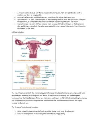 A neuron is an individual cell that carries electrical impulses from one point in the body to
        another and does so very quickly.
        A nerve is when many individual neurons group together into a single structure
        Spinal nerves – 31 pairs (left and right) of these emerge directly from the spinal cord. They are
        mixed nerves, as some of the neurons within them are sensory and some are motor
        Cranial nerves – 12 pairs of these emerge from an area of the brain known as the brainstem.
        One well known example is the optic nerve pair which carry visual information from the retina
        of the eyes to the brain

6.6 Reproduction




The hypothalamus controls the menstrual cycle in females. It makes a hormone named gonadotropin,
which targets a nearby pituitary gland and results in the pituitary producing and spreading two
hormones into the blood stream. These two hormones are known as (FSH) follicle stimulating hormone,
and (LH) luteinizing hormone. Progesterone is a hormone that maintains the thickened and highly
vascular endometirum.

The 3 roles of testosterone in males:

    1. Determines the development of male genitalia during embryonic development
    2. Ensures development of secondary characteristics during puberty
 