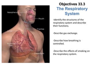 Lesson Overview The Respiratory System
Objectives 33.3
The Respiratory
System
-Identify the structures of the
respiratory system and describe
their functions.
-Describe gas exchange.
-Describe how breathing is
controlled.
-Describe the effects of smoking on
the respiratory system.
 