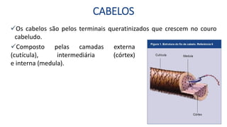 CABELOS
Os cabelos são pelos terminais queratinizados que crescem no couro
cabeludo.
Composto pelas camadas externa
(cutícula), intermediária (córtex)
e interna (medula).
 