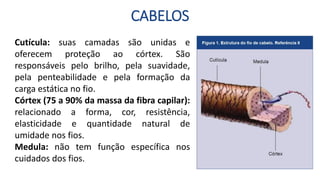 CABELOS
Cutícula: suas camadas são unidas e
oferecem proteção ao córtex. São
responsáveis pelo brilho, pela suavidade,
pela penteabilidade e pela formação da
carga estática no fio.
Córtex (75 a 90% da massa da fibra capilar):
relacionado a forma, cor, resistência,
elasticidade e quantidade natural de
umidade nos fios.
Medula: não tem função específica nos
cuidados dos fios.
 