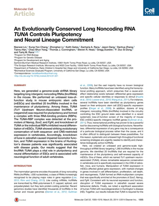 Molecular Cell
Article
An Evolutionarily Conserved Long Noncoding RNA
TUNA Controls Pluripotency
and Neural Lineage Commitment
Nianwei Lin,1 Kung-Yen Chang,1 Zhonghan Li,1 Keith Gates,2 Zacharia A. Rana,1 Jason Dang,1 Danhua Zhang,2
Tianxu Han,1 Chao-Shun Yang,1 Thomas J. Cunningham,3 Steven R. Head,4 Gregg Duester,3 P. Duc Si Dong,2
and Tariq M. Rana1,5,6,*
1Program for RNA Biology
2Program for Genetic Disease
3Program for Development and Aging
Sanford-Burnham Medical Research Institute, 10901 North Torrey Pines Road, La Jolla, CA 92037, USA
4The Scripps Research Institute, Microarray and NGS Core Facility, 10550 North Torrey Pines Road, La Jolla, CA 92037, USA
5Department of Pediatrics, Rady Children’s Hospital San Diego and University of California San Diego, La Jolla, CA 92093, USA
6Biomedical Sciences Graduate Program, University of California San Diego, La Jolla, CA 92093, USA
*Correspondence: trana@sanfordburnham.org
http://dx.doi.org/10.1016/j.molcel.2014.01.021
SUMMARY
Here, we generated a genome-scale shRNA library
targeting long intergenic noncoding RNAs (lincRNAs)
in the mouse. We performed an unbiased loss-of-
function study in mouse embryonic stem cells
(mESCs) and identiﬁed 20 lincRNAs involved in the
maintenance of pluripotency. Among these, TUNA
(Tcl1 Upstream Neuron-Associated lincRNA, or
megamind) was required for pluripotency and formed
a complex with three RNA-binding proteins (RBPs).
The TUNA-RBP complex was detected at the pro-
moters of Nanog, Sox2, and Fgf4, and knockdown of
TUNA or the individual RBPs inhibited neural differen-
tiation of mESCs. TUNA showed striking evolutionary
conservation of both sequence- and CNS-restricted
expression in vertebrates. Accordingly, knockdown
of tuna in zebraﬁsh caused impaired locomotor func-
tion, and TUNA expression in the brains of Hunting-
ton’s disease patients was signiﬁcantly associated
with disease grade. Our results suggest that the
lincRNA TUNA plays a vital role in pluripotency and
neural differentiation of ESCs and is associated with
neurological function of adult vertebrates.
INTRODUCTION
The mammalian genome encodes thousands of long noncoding
RNAs (lncRNAs; >200 nucleotides), a class of RNAs increasingly
recognized to be playing major roles in gene regulation (Lee,
2012; Rinn and Chang, 2012). Like coding mRNAs, lncRNAs
are transcribed by RNA polymerase II, 50
capped, spliced, and
polyadenylated, but they lack protein-coding potential. Recent
genomics studies have identiﬁed thousands of lncRNAs in the
human and mouse genomes (Derrien et al., 2012; Guttman
et al., 2009), but the vast majority have no known biological
function. Many lncRNAs have been identiﬁed using the transcrip-
tional proﬁling approach, which presumes that a cause-and-
effect relationship exists between differential gene expression
and speciﬁc cellular identities or responses to stimuli (Huarte
et al., 2010; Loewer et al., 2010; Wang et al., 2011). For instance,
several lncRNAs have been identiﬁed as pluripotency genes
based on their embryonic stem cell (ESC)-speciﬁc expression
proﬁles (Dinger et al., 2008). In addition, dozens of long
intergenic noncoding RNAs (lincRNAs) involved in the circuitry
controlling the ESC ground state were identiﬁed in a recent
systematic loss-of-function screen of the majority of mouse
ESC (mESC)-speciﬁc intergenic lncRNA genes (Guttman et al.,
2011). Thus, transcriptional proﬁling has proven to be a powerful
tool for discovering lncRNAs with biological functions. Neverthe-
less, differential expression of any gene may be a consequence
of a particular biological process rather than the cause, and it
is often difﬁcult to distinguish between these possibilities. For
this reason, systematic and unbiased high-throughput functional
screening strategies are urgently needed to identify and charac-
terize biologically active lncRNAs.
Here, we created an unbiased and genome-scale high-
throughput shRNA library targeting 1,280 lincRNAs in the mouse
genome. We identiﬁed 20 lincRNAs that are required for the
maintenance of the pluripotency and self-renewal capacity of
mESCs. One of these, which we named Tcl1 upstream neuron-
associated (TUNA), shows remarkable sequence conservation
in vertebrates and is speciﬁcally expressed in the CNS of zebra-
ﬁsh, mice, and humans. Manipulation of TUNA expression in
mESCs affected global gene expression, with marked changes
in genes involved in cell differentiation, proliferation, cell death,
and neurogenesis. TUNA formed an RNA-multiprotein complex
that was speciﬁcally enriched at the promoters of Sox2, Nanog,
and Fgf4. Consistent with its neuronal expression and function,
disruption of TUNA expression in zebraﬁsh caused severe
behavioral defects. Finally, we noted a signiﬁcant association
of human TUNA with neurodegeneration in Huntington’s disease
(HD). Together, our results indicate that TUNA is required for the
Molecular Cell 53, 1005–1019, March 20, 2014 ª2014 Elsevier Inc. 1005
 
