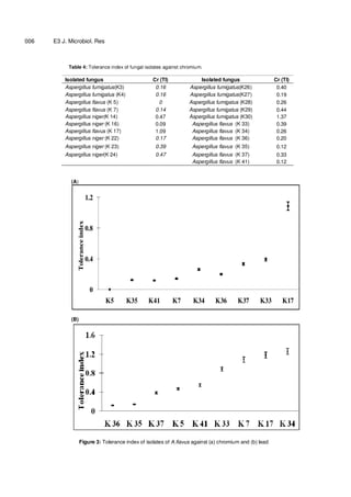 6
006 E3 J. Microbiol. Res
Table 4: Tolerance index of fungal isolates against chromium.
Isolated fungus Cr (TI) Isolated fungus Cr (TI)
Aspergillus fumigatus(K3) 0.16 Aspergillus fumigatus(K26) 0.40
Aspergillus fumigatus (K4) 0.16 Aspergillus fumigatus(K27) 0.19
Aspergillus flavus (K 5) 0 Aspergillus fumigatus (K28) 0.26
Aspergillus flavus (K 7) 0.14 Aspergillus fumigatus (K29) 0.44
Aspergillus niger(K 14) 0.47 Aspergillus fumigatus (K30) 1.37
Aspergillus niger (K 16) 0.09 Aspergillus flavus (K 33) 0.39
Aspergillus flavus (K 17) 1.09 Aspergillus flavus (K 34) 0.26
Aspergillus niger (K 22) 0.17 Aspergillus flavus (K 36) 0.20
Aspergillus niger (K 23) 0.39 Aspergillus flavus (K 35) 0.12
Aspergillus niger(K 24) 0.47 Aspergillus flavus (K 37) 0.33
Aspergillus flavus (K 41) 0.12
(A)
(B)
Figure 3: Tolerance index of isolates of A.flavus against (a) chromium and (b) lead
0
0.4
0.8
1.2
K5 K35 K41 K7 K34 K36 K37 K33 K17
Toleranceindex
 