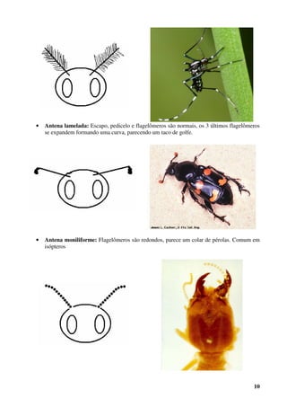 10
• Antena lamelada: Escapo, pedicelo e flagelômeros são normais, os 3 últimos flagelômeros
se expandem formando uma curva, parecendo um taco de golfe.
• Antena moniliforme: Flagelômeros são redondos, parece um colar de pérolas. Comum em
isópteros
 